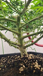 Growreport Bild 65