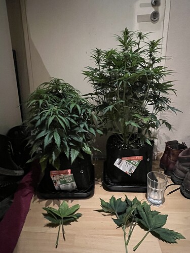 Growreport Bild 3