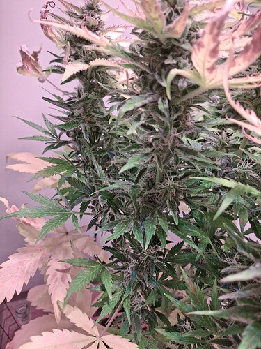 Growreport Bild 1
