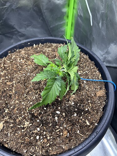 Growreport Bild 37