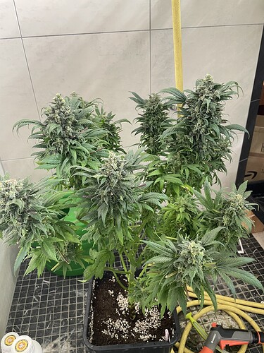 Growreport Bild 18