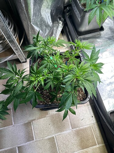 Growreport Bild 58