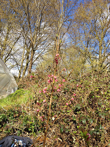 PfirsichbaumGepflanzt_4