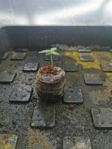 Growreport Bild 1