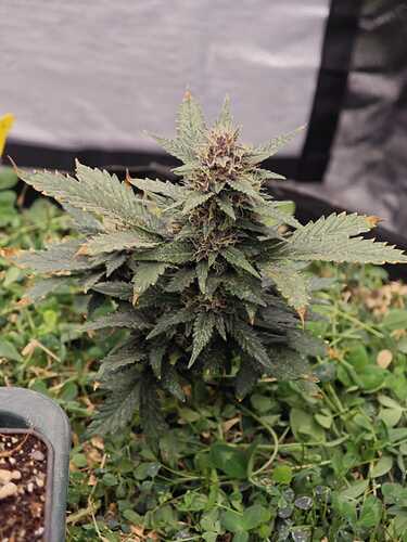 Growreport Bild 12