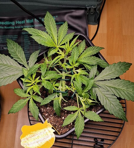 Growreport Bild 3