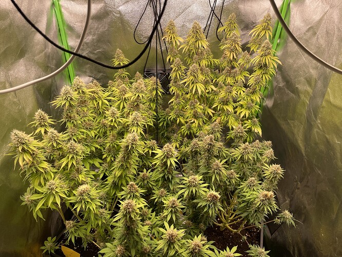 Growreport Bild 7