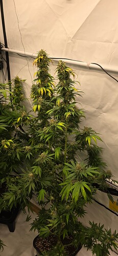 Growreport Bild 44