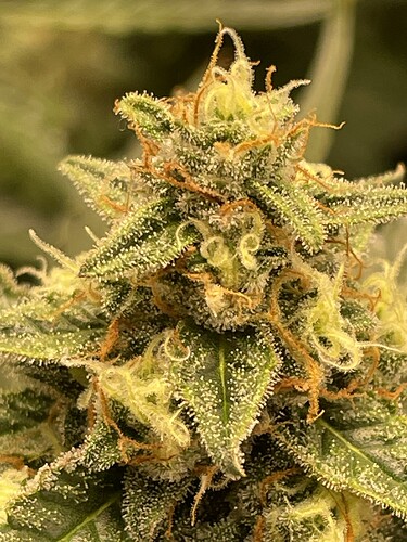 Growreport Bild 10