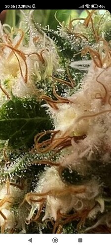 Screenshot_2024-06-08-20-56-52-604_com.android.chrome