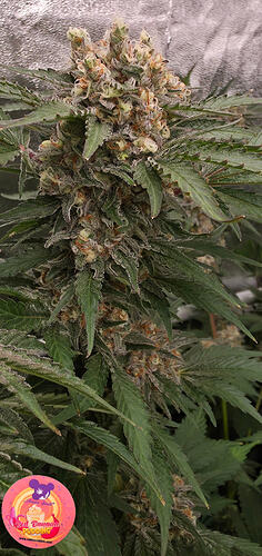Growreport Bild 23