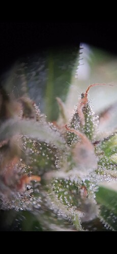 Screenshot_20240618_182241_Gallery