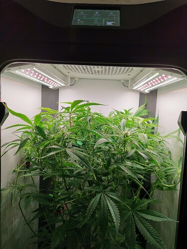 Growreport Bild 3