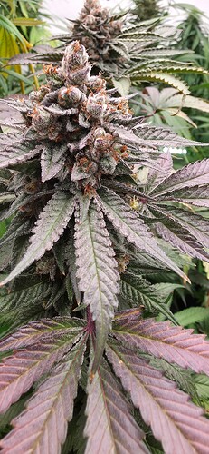 Growreport Bild 9