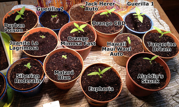 Grow26_0519_02shot
