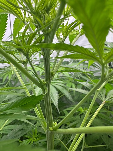 Growreport Bild 4