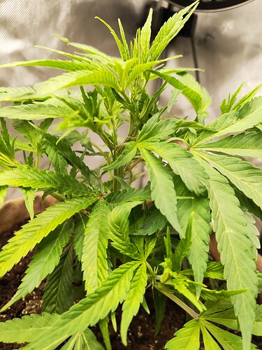 Growreport Bild 3