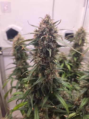 Growreport Bild 4