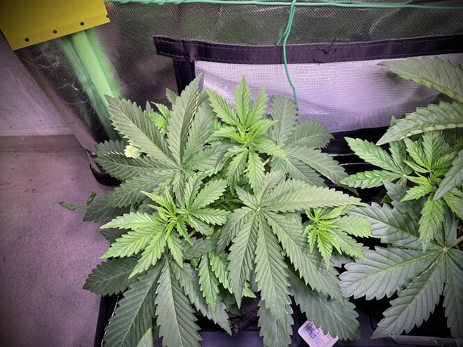 Growreport Bild 3