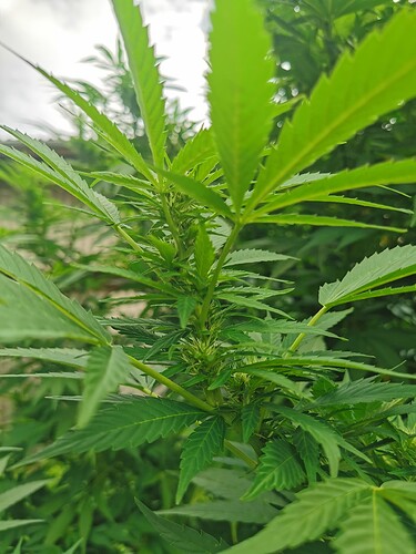 Growreport Bild 14