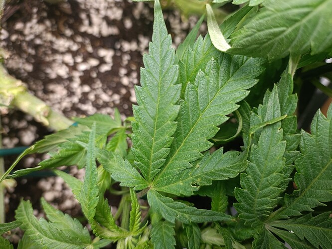 Growreport Bild 5