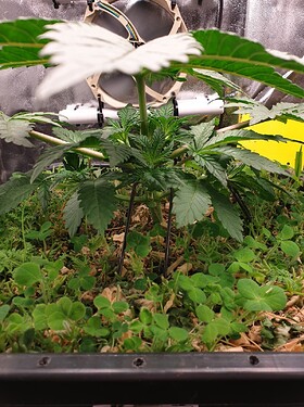 Growreport Bild 4