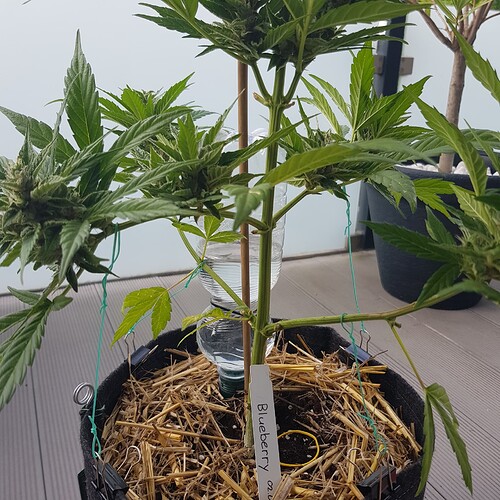Growreport Bild 9