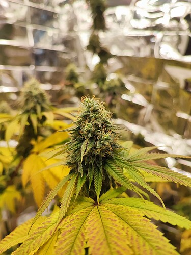 Growreport Bild 3