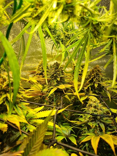 Nahaufnahme von Cannabis-Buds in der Blütephase, umgeben von gelben Blättern und einem Netz.