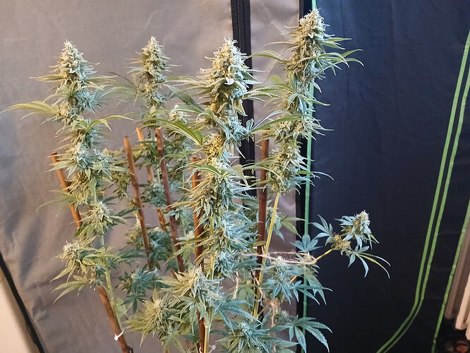 Growreport Bild 7