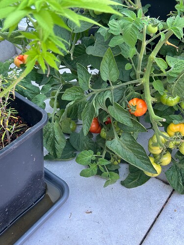 Growreport Bild 30