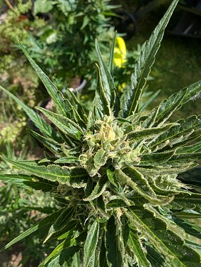 PXL_20250629_115046573.MP