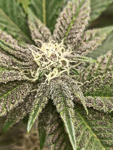 Growreport Bild 1