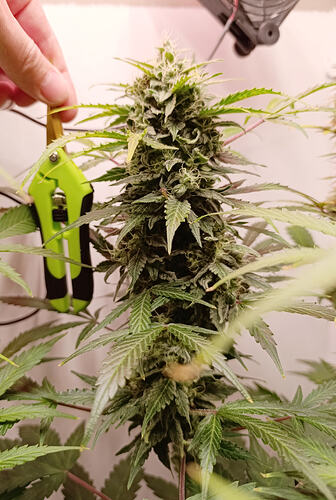 Growreport Bild 8