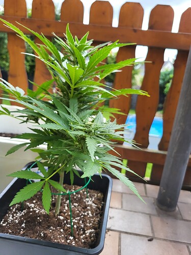 Growreport Bild 7