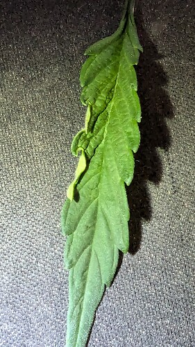 PXL_20240727_202307939