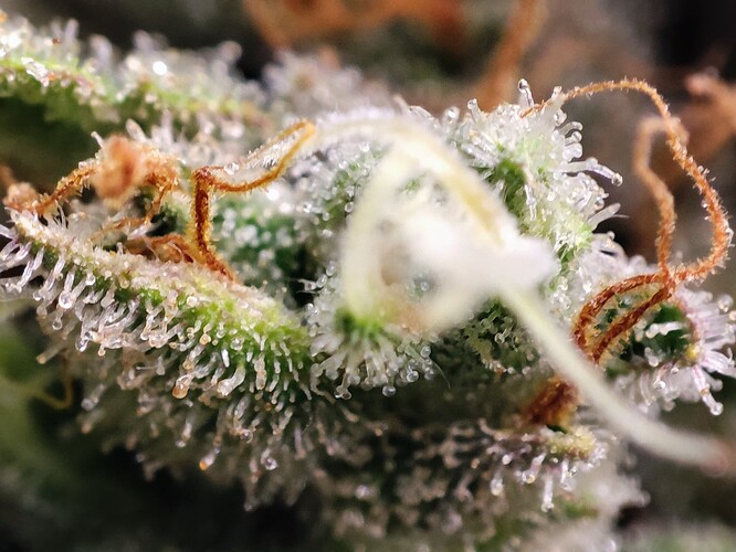 Growreport Bild 38