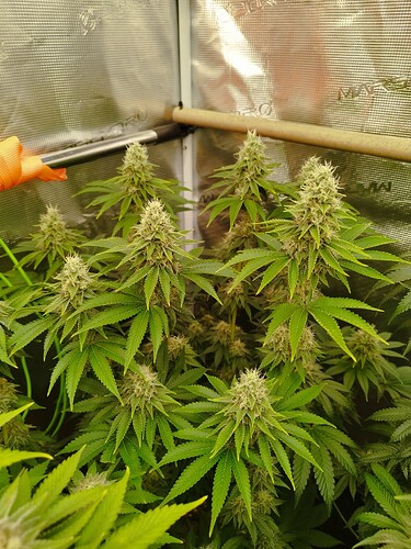 Growreport Bild 3