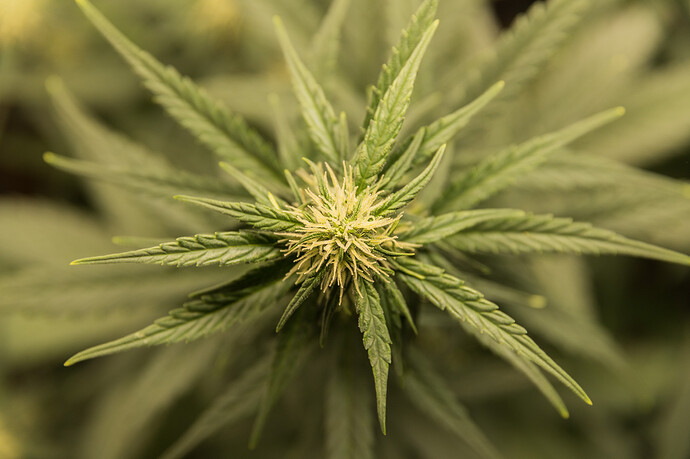 Growreport Bild 6