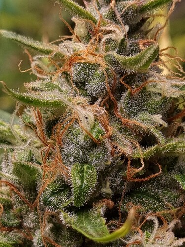 Growreport Bild 19