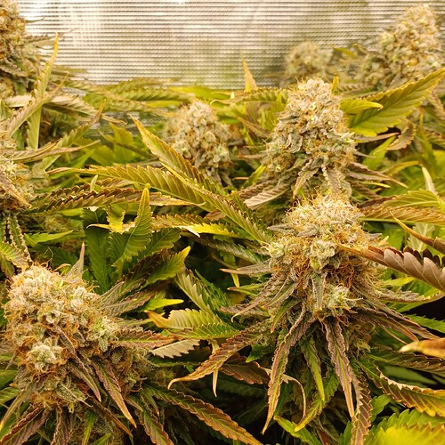Growreport Bild 4