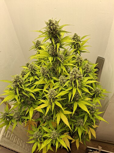 Growreport Bild 187
