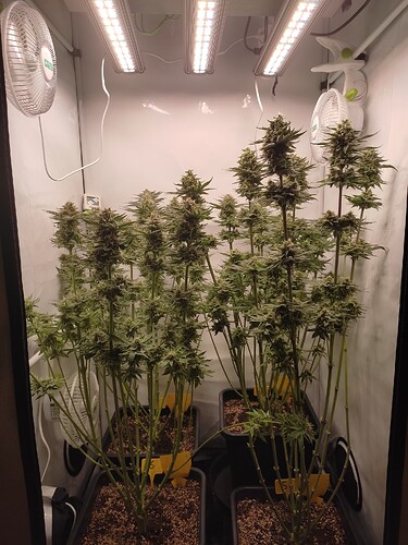 Growreport Bild 33