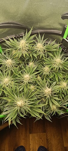 Growreport Bild 4
