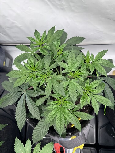 Growreport Bild 6