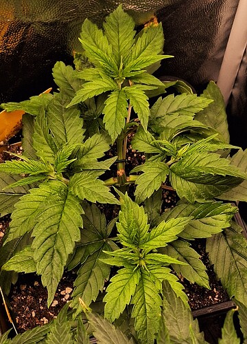 Growreport Bild 18