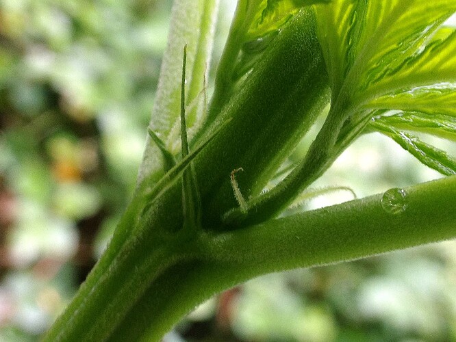 Grow25_0527_02