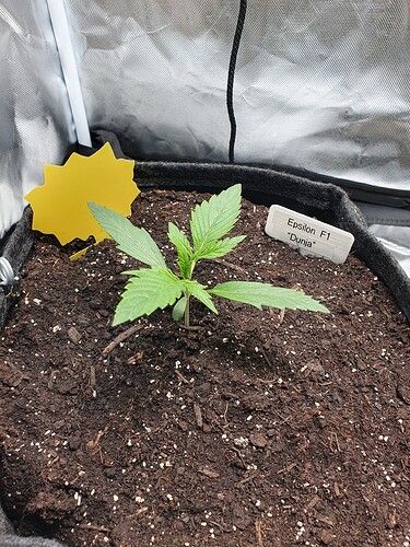 Growreport Bild 3