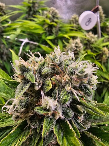 Growreport Bild 6