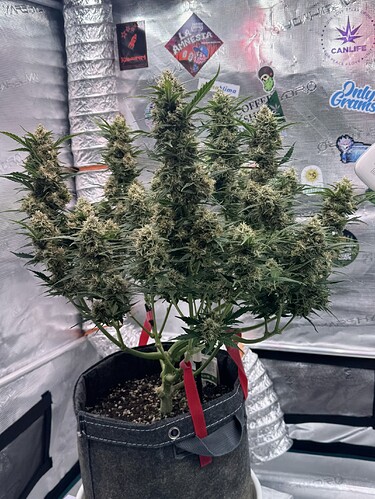Growreport Bild 27